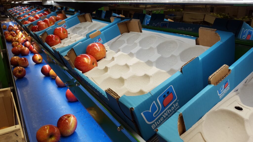SE CONTRATAN SELECCIONADORES Y EMPACADORES DE FRUTAS Y OTROS ALIMENTOS