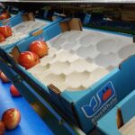 SE CONTRATAN SELECCIONADORES Y EMPACADORES DE FRUTAS Y OTROS ALIMENTOS